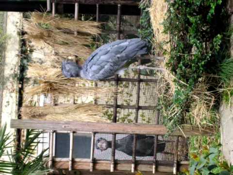 【20090404】  ハシビロコウさん in 上野動物園 その2