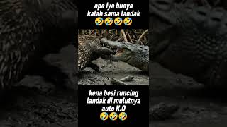 Landak Vs Buaya