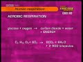 GCSE BBC Bitesize Higher Science - Human Respiration