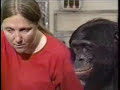 Bonobo vs. Pacman