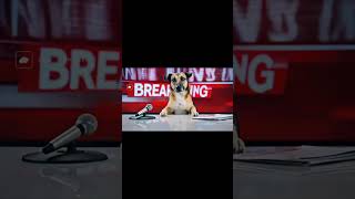 Masum Bakışlı Köpek Spiker Yayını Böyle Bitirdi