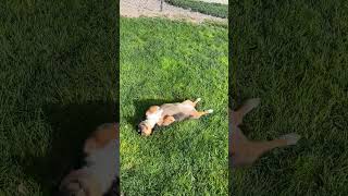 Happy Dogs