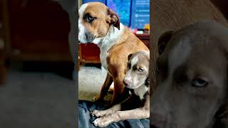 Nala Bear Dogs