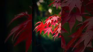 The Quiet Whisper Of Autumn A Japanese Cinematic Moment