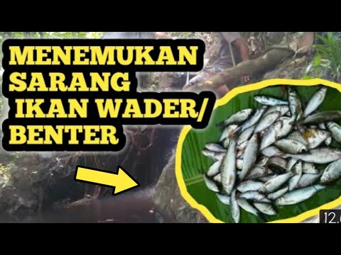 Memancing ikan Wader/benter di Sungai kecil