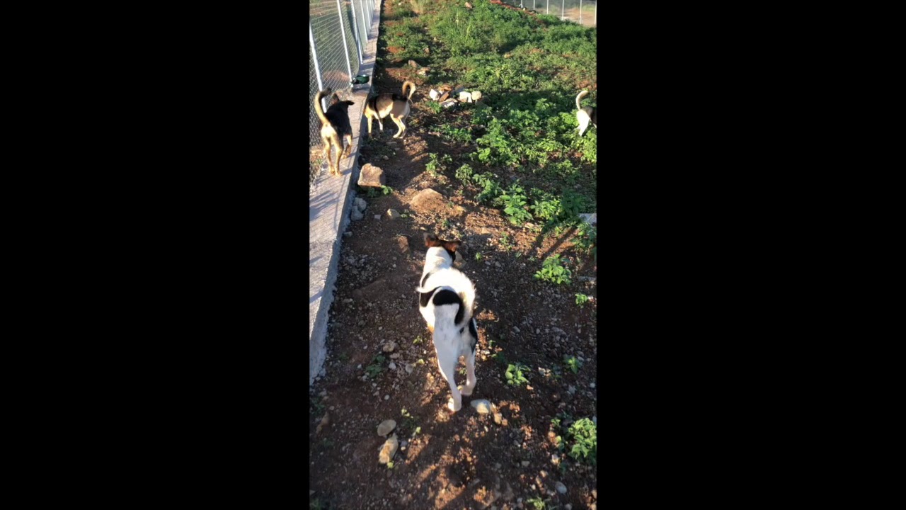 HAPPY TAILS IN MOTION