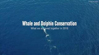 WDC Successes Video 2018