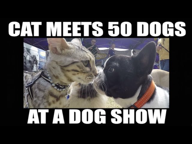 Cat Meets Fifty Dogs At Dog Show - Video