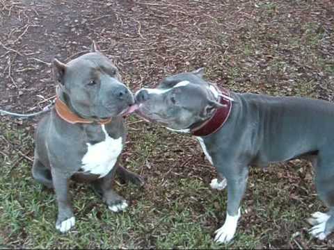 Razor Edge Bully Pitbulls Razor Edge Bully Pitbulls