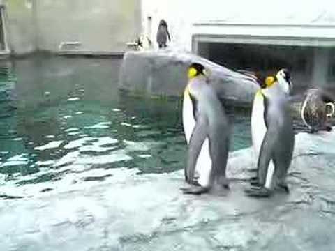 キングペンギン in 旭山動物園