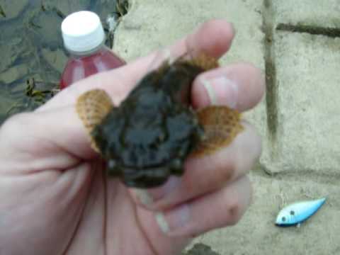 fish creek rare