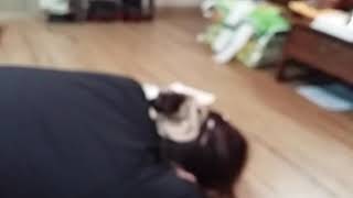 천년묵은 이무기 빙의치료 동영상 빙의치유사 선묘스님