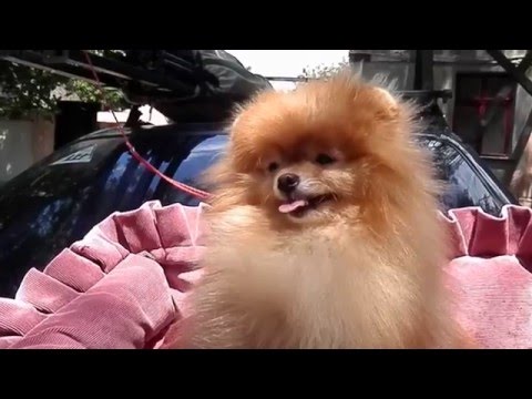 Как развивается шпиц