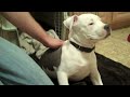 Baku 3 month old Pitbull Playing