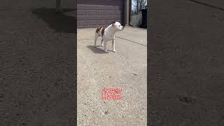 The Staffordshire Bull Terrier. Enjoying The Sunny Minnesota Weather