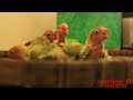 Hand Feeding Baby Lovebird Meloloh Anak Lovebird Umur 5 6 images Hand Feeding Baby Lovebird Meloloh Anak Lovebird Umur 5 6