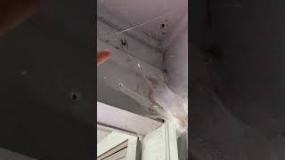 Huge Funnel Web Spider