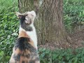 kitty