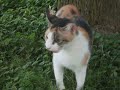 kitty