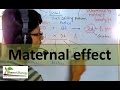 Maternal effect