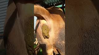 Cow Pooping Video