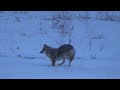 coyote hunting