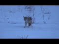 coyote hunting