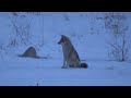 coyote hunting
