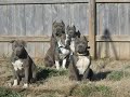 Real American Pit Bull Terriers!