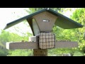 Wild Bird House : Red Bellied Woodpecker, Blue Jay & Downy Woodpecker in Slow Motion Nikon D3100