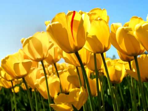 Aap ki naatey naat nasheed