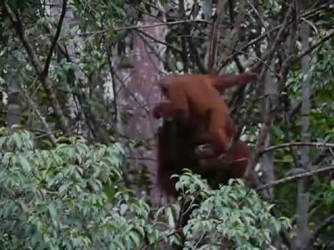Animals From Borneo
