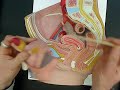 female anatomy