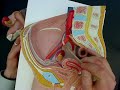female anatomy