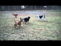 Dog Park 12-4-2010