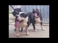 Trator Vs Pandora American Bully Brasil Blood-Line 2X  Kurupt