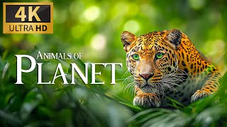 Wildlife Safari Chronicles ~ Documenting The Majesty Of The Animal Kingdom