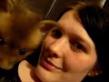 Kiara - The Pet Red Fox Cub - In Loving Memory