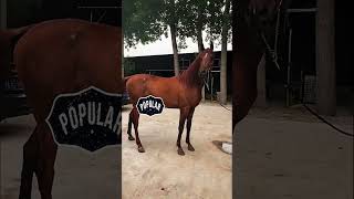 The Owners Arabian Stallion