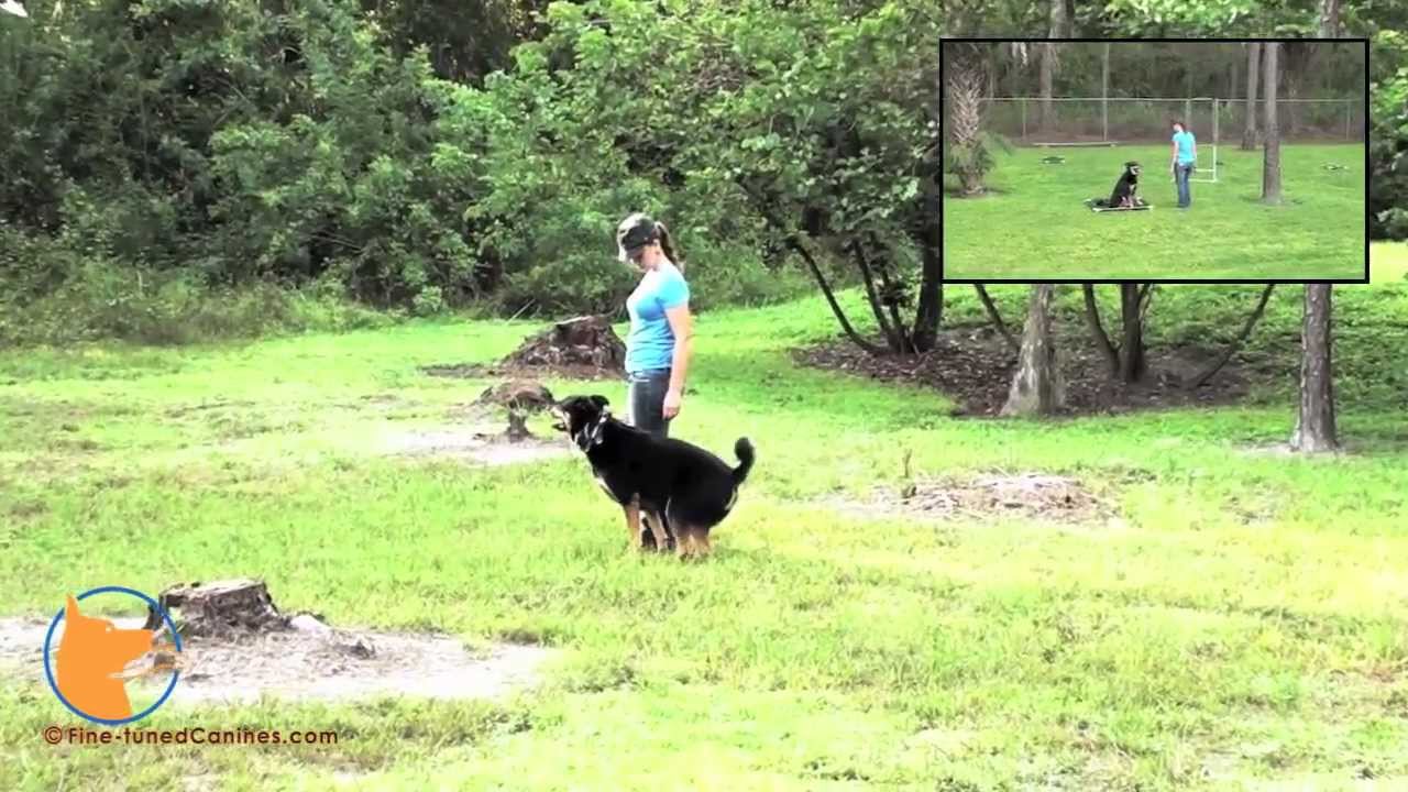 rottweiler puppies naples fl naples florida leash boarding c the rottweiler german rottweiler puppies naples fl naples florida leash boarding c the rottweiler german