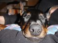 Our Doberman Luana - Best Dog Ever!!