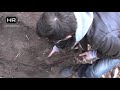 Imagen del vídeo World War II Metal Detecting - A Weapon Treasure - Eastern Front Relic Hunting Episode 9 HD