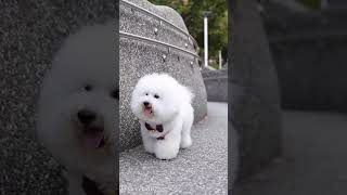 Cute Pomeranian Puppies