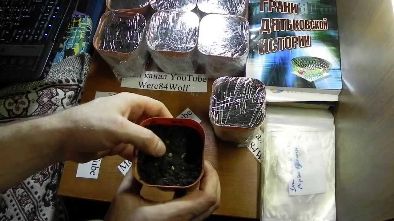 Как сажать розы семенами от алиэкспресс 740