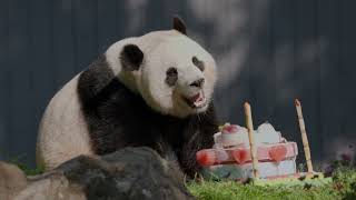 Happy 4Th Birthday, Bao Li