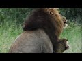 Male Lions Mating at Kruger National Park | Kruger Park Sightings