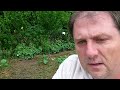 Square Foot Garden Using Companion Plant Spacing And Mulch To Retain Moisture And Prevent Weeds