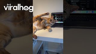 Orange Cat Lets It All Air Out || Viralhog