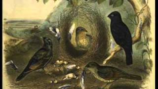 Watch Bowerbirds This Day video