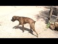 World Most Popular Pet Dogs Mating Process